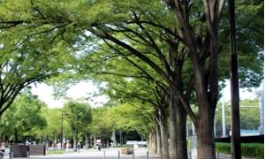Tokyo Area Guide / YOYOGI-KOEN, HACHIMAN and UEHARA