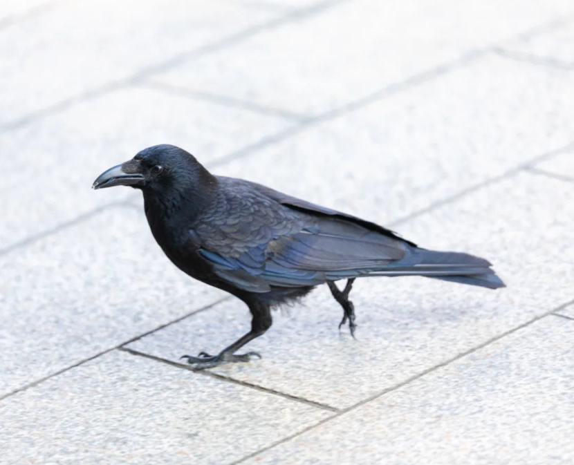 Wild crows (Karasu) inhabiting the city | Living in Tokyo Information |  Living Guide in Tokyo | RISE Corp.