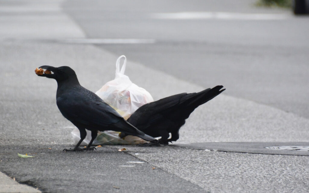 Crows pecking garbage a bag