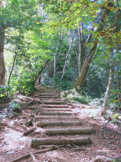 Irohano Mori Trail